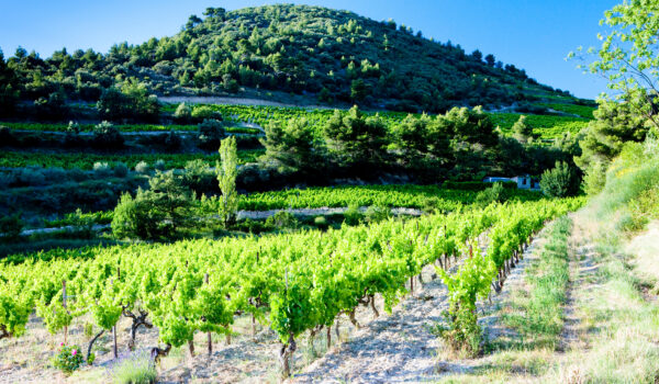 Vignes Gigondas