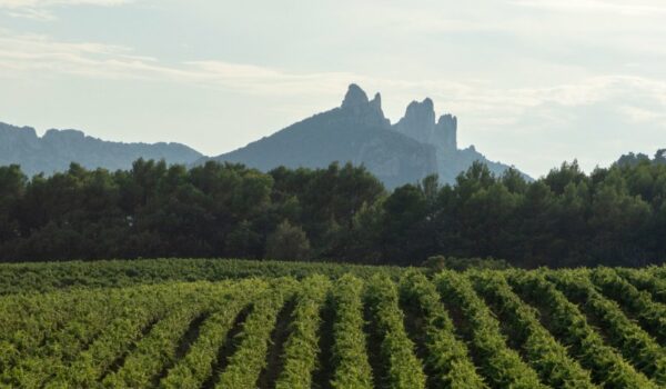 Vignobles AOC Gigondas