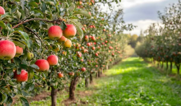 Pommiers Bacchus Conseil