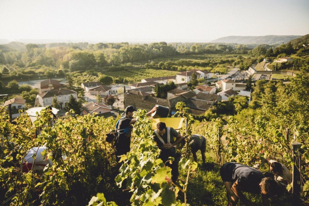 Vendange-Maison-Baptistine-Condrieu