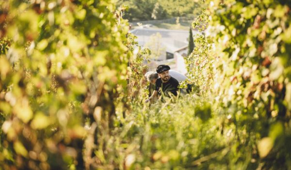 Vendange-Maison-Baptistine