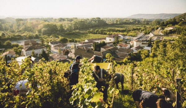 Vendange-Maison-Baptistine-Condrieu