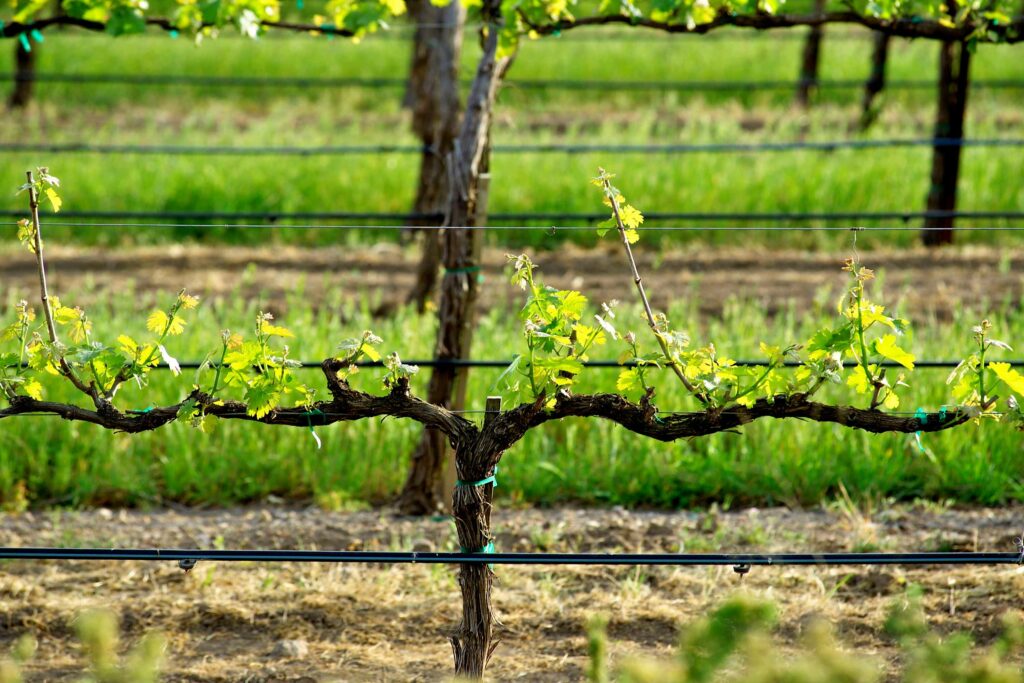 Irrigation des vignes
