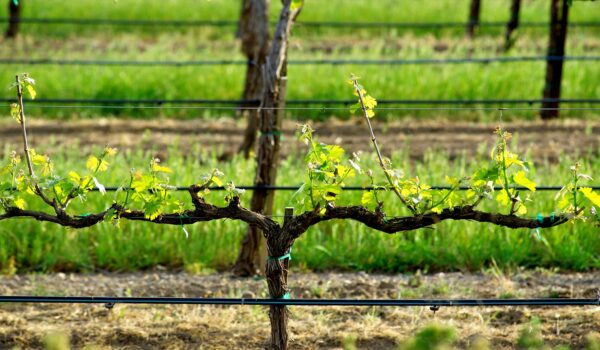 Irrigation des vignes