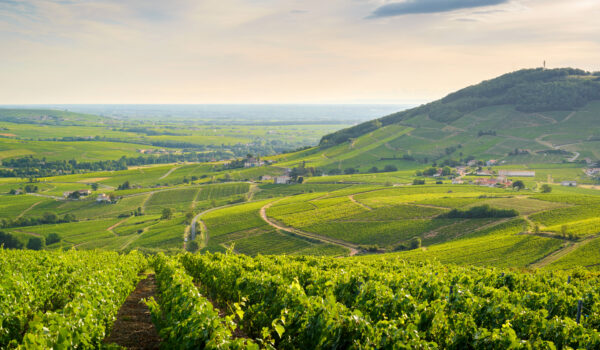 Beaujolais Paysage