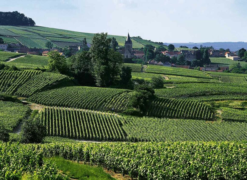 Champagne-Castelnau-Vignes